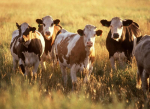 Обьявление о проведении отбора на предоставление субсидий на поддержку животноводства