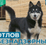 Отлов агрессивных собак в Мегионе - Администрация г. Мегиона